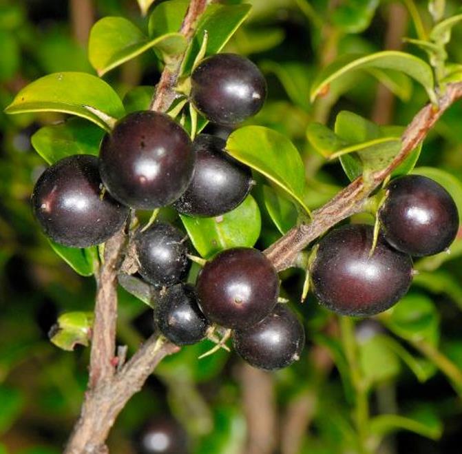 Diospyros vaccinioides - Mini-caqui, Caqui-uva, Small Persimmon, Pequeno Caqui