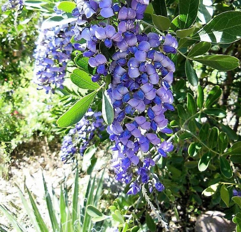 Sophora secundifloa -  Mescalbean, Louro da montanha do Texas, Feijão Mescal, Flor Glicínia do Texas