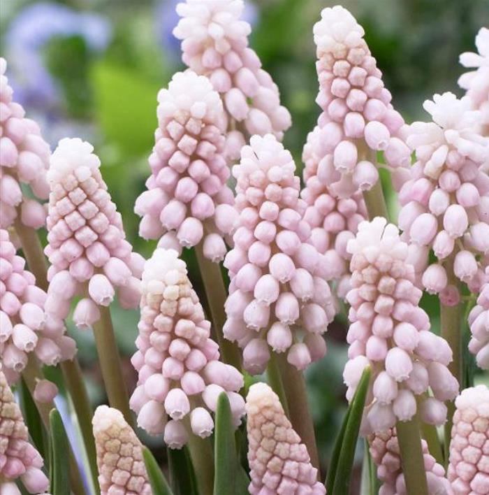 Muscari spp Mix - Jacinto Uva Floração Mix