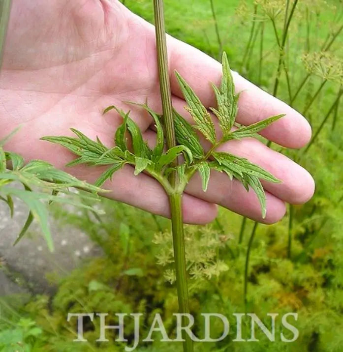Valeriana Officinalis Anthos - Erva De São Jorge, Valeriana