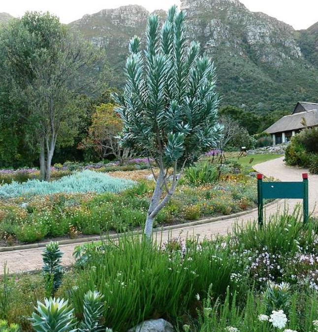 Leucadendron argenteum - Protea Árvore de Prata, Silver Tree, Leucadendron Prata