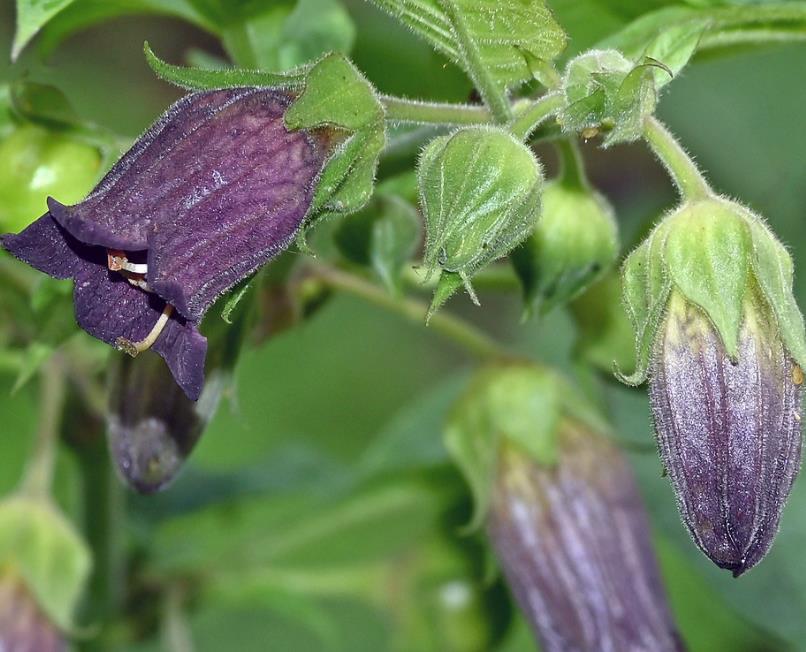 Atropa belladonna - Beladona, Atropa Bella-Donna, Erva do Diabo, Cereja da Morte, Deadly Nightshade