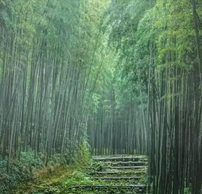 Phyllostachys pubescens (Phyllostachys edulis) - Bambu Mossô, Bambu Gigante Mossô