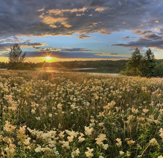 Filipendula Ulmaria (Spirraea Ulmaria) - Aspirina Vegetal, Erva Ulmeira, Rainha do Prado, Hidromel