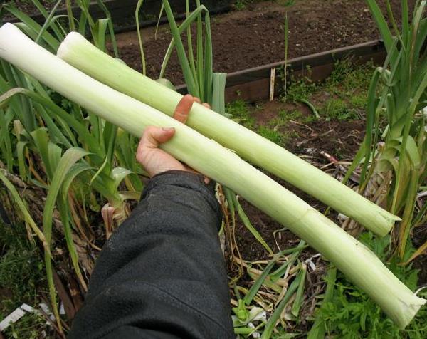 Allium ampeloprasum Porrum Geant De Suisse - Alho Poró gigante da Suíça, Alho-Poró gigante Suíço verão precoce, Alho Por