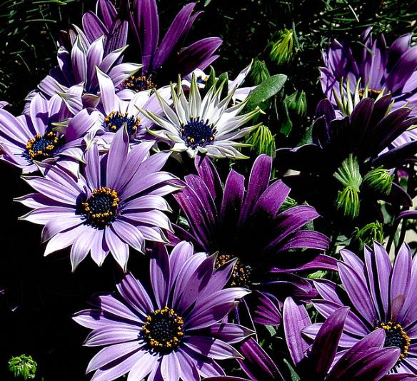 Osteospermum ecklonis (Dimorphotheca ecklonis) mix - Margarida do cabo mix, Estrela do Veldt, Margarida marinheiro, Marg