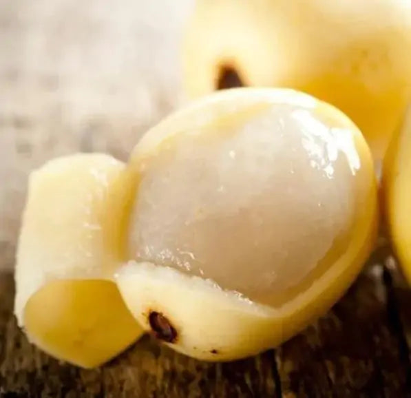 Sclerocarya birrea ssp. Caffra - Marula, Amarula, Árvore fruto do licor de Amarula