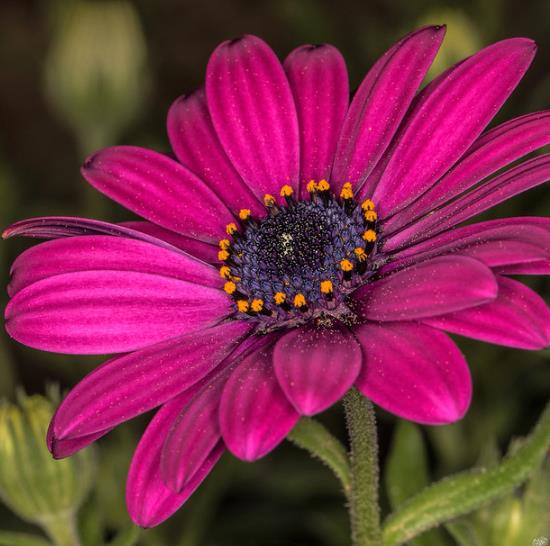 Osteospermum ecklonis (Dimorphotheca ecklonis) mix - Margarida do cabo mix, Estrela do Veldt, Margarida marinheiro, Marg