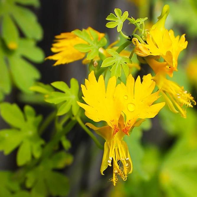 Tropaeolum peregrinum - Trepadeira Pássaro Peregrino, Canários Peregrinos, Canary Bird, Canary Creeper