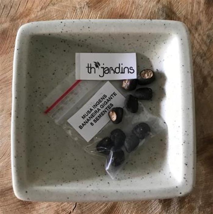 Musa ingens - Bananeira Gigante, Banana Gigante das Terras Altas