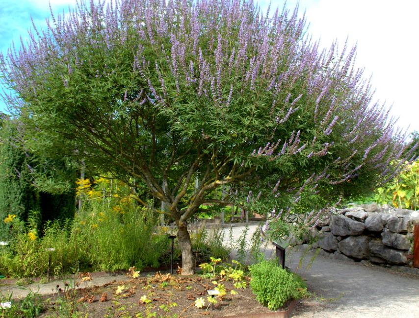 Vitex agnus-castus - Árvore da Castidade, Flor da Castidade, Vitex Agno-Casto