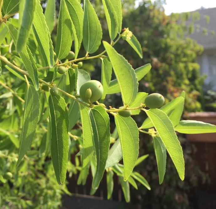 Ziziphus jujuba - Jujuba Chinesa, Jujubeira, Tâmara Vermelha, Tâmara Chinesa