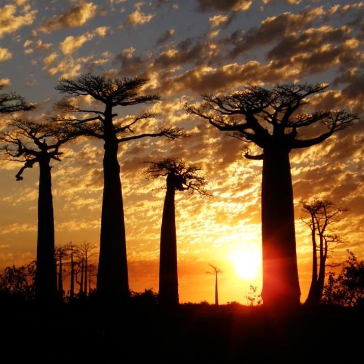 Adansonia grandidieri - Baobá Grandidieri, Baobá de Madagascar, Baobá de Morondava