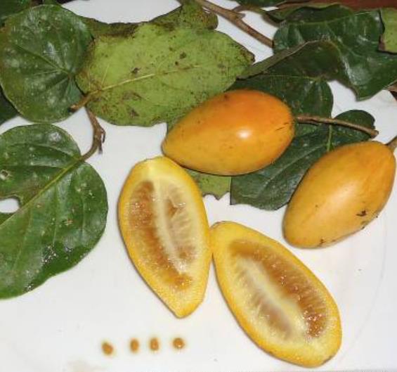 Cyphomandra hartwegii - Cyphomandra de Hartweg, Tomate de Árvore, Árvore do tomate de Hartweg, Tamarillo