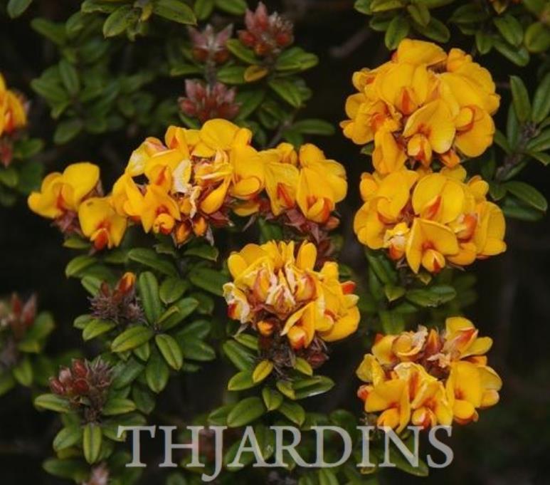 Oxylobium ellipticum - Alecrim Dourado, Golden Shaggy Pea