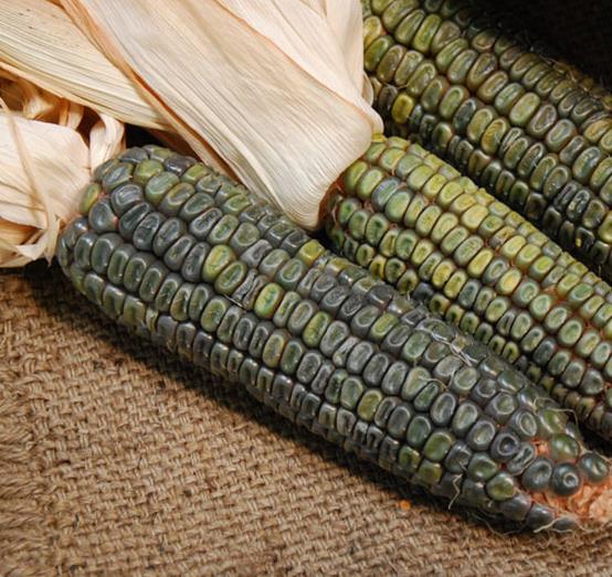 Zea mays Oaxacan Green (Certificação Orgânica) - Milho Esmeralda de Oaxaca, Milho Verde de Oaxaca