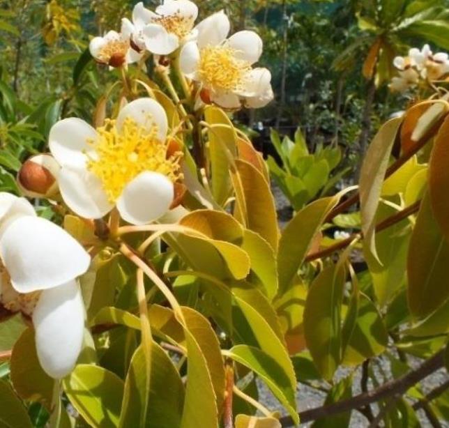 Schima superba - Planta do Chá, Árvore do Mel Schima, Needlewood