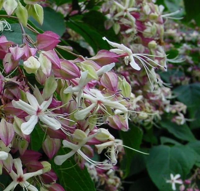Clerodendrum trichotomum 'Fargesii' - Clerodendro Glorioso, Clerodendro Arlequim, Árvore Manteiga de Amendoim, Arlequi