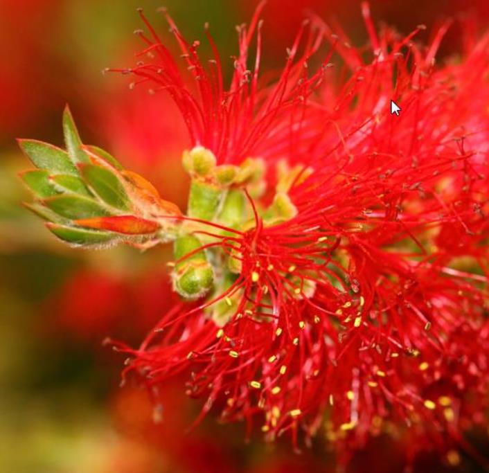 Greyia sutherlandii  - Escova de Garrafa Sul Africana, Mamadeira de Natal, Natal Botlebrush, Pincel de