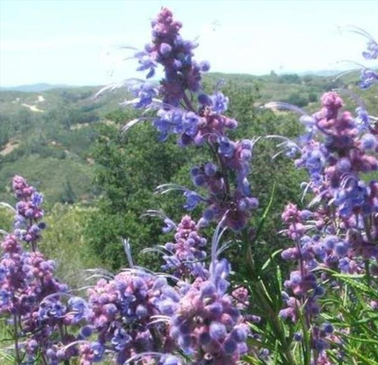 Trichostema lanatum - Alecrim da Califórnia, Alecrim Selvagem Americano, Woolly Blue-Curls