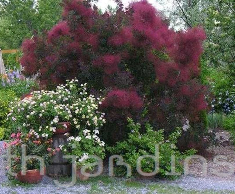 Cotinus coggygria Atropurpurea - Árvore Fumaça Atrorpurpurea, Black Smoke Tree, Purple Smoketree