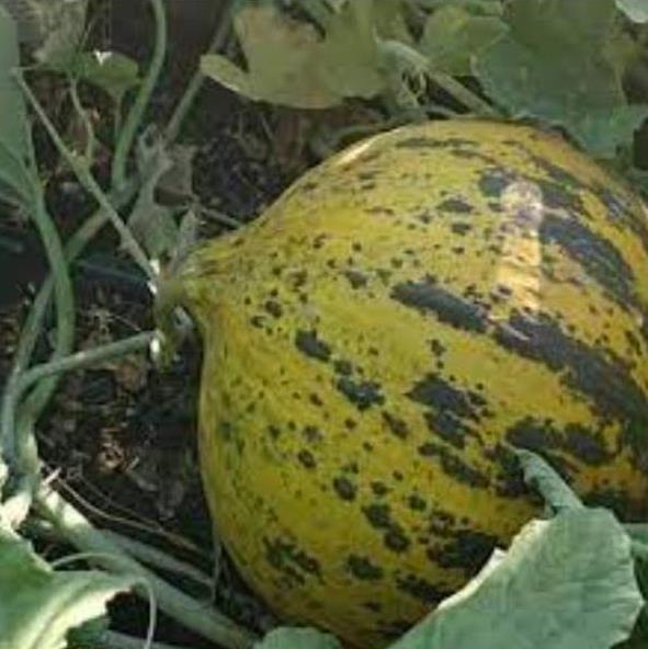 Cucumis melo Alacati (Certificação Orgânica) - Melão Alacati, Melão Turco Alacati
