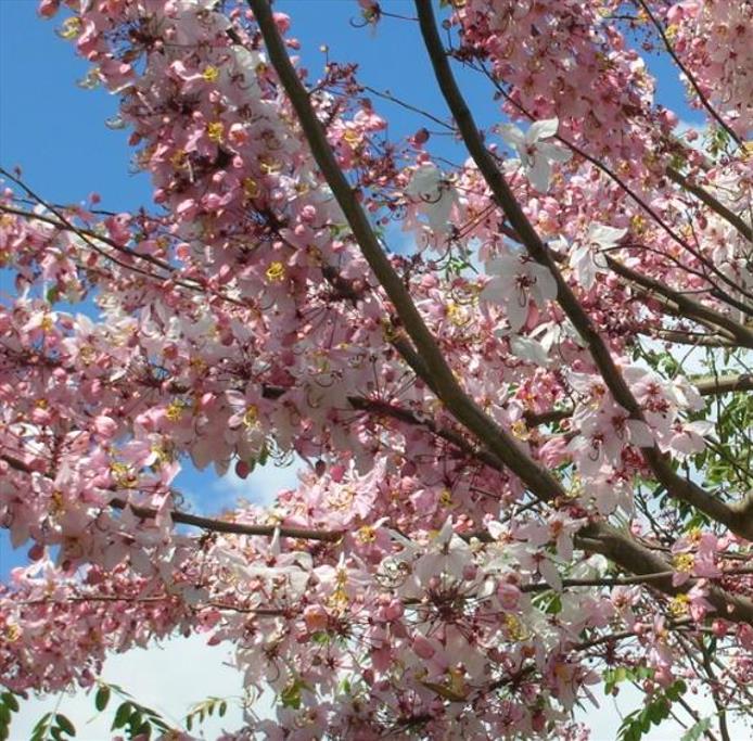 Cassia bakeriana  - Cassia Flor de Macieira Anã, Cássia Chuveiro Cor-de-rosa, Árvore dos Desejos