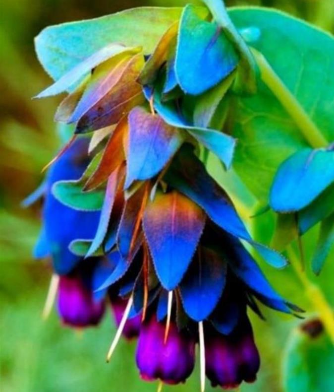 Cerinthe major 'Purpurascens' - Orgulho de Gibraltar, Blue Honeywort, Pride of Gibraltar, Flor de Cera Púrpura