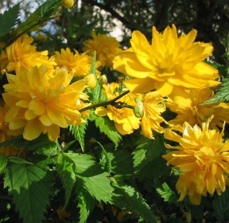 Kerria japonica 'Pleniflora' - Rosa Japonesa Dobrada, Malva de Judeu, Rosa da Páscoa, Botões de Bacharel