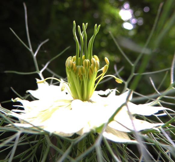 Nigella sativa (Certificação Orgânica) - Cominho Preto Verdadeiro, Cominho Negro, Black Cumin, Cominho Tempero, Alcaravi