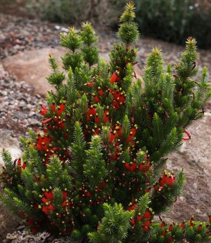 Astroloma foliosum - Arbusto De Natal, Mini pinheiro de Natal, Candle Cranberry, Christmas bush