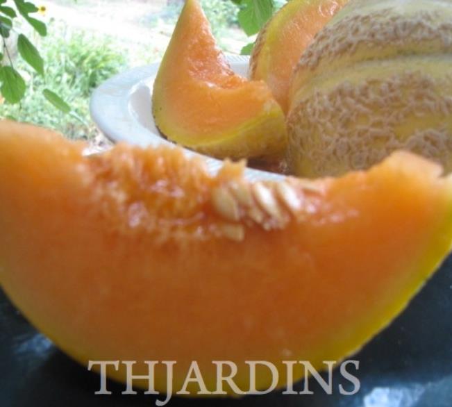 Cucumis melo coração de ouro - Melão Cantaloupe Coração de Ouro