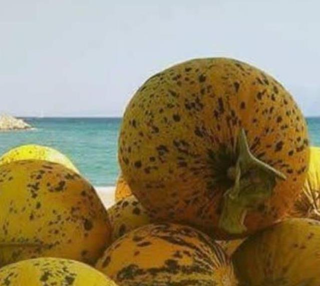 Cucumis melo Alacati (Certificação Orgânica) - Melão Alacati, Melão Turco Alacati