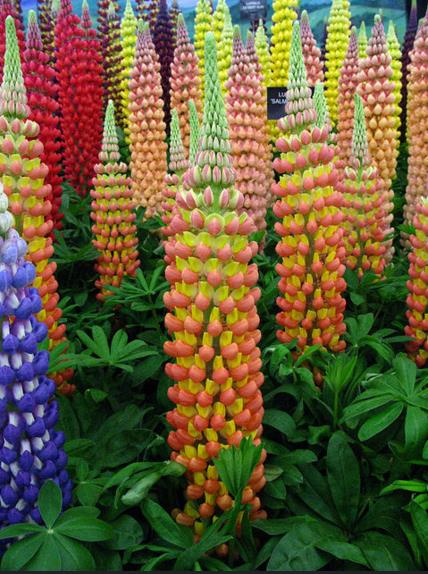 Lupinus polyphyllus New Millenium - Tremoço novo milênio, Tremoço novo milênio multi-colorido