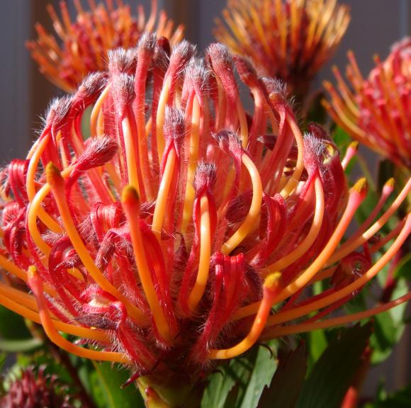 Leucospermum glabrum - Protea arbusto almofada de alfinetes de Outeniqua, Outeniqua pincushion