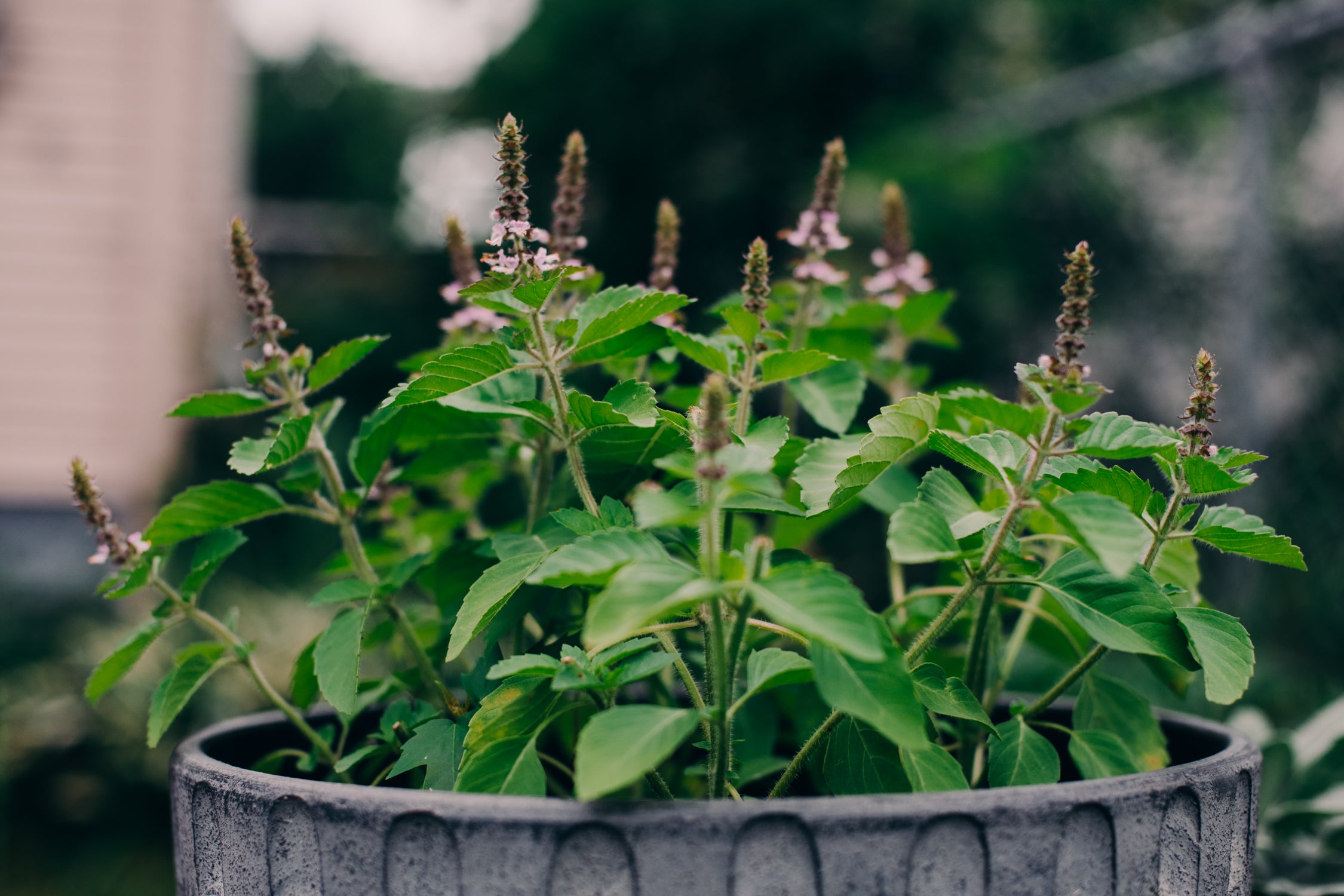 Ocimum tenuiflorum - Manjericão Sagrado, Manjericão-Santo, Tulsi