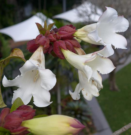 Beaumontia Grandiflora - Trepadeira Trombeta De Arauto,trepadeira Trombetas Do Nepal, Trombeta Branca