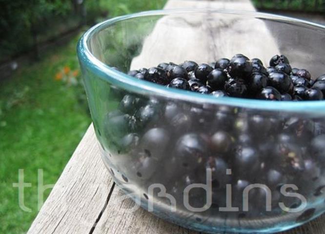 Solanum burbankii - Cereja Maravilha, Cereja do Sol, Wonderberry, Sunberry