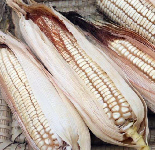 Zea mays Tennessee Red Cob (C.O) - Milho Branco da Espiga Vermelha do Tennessee