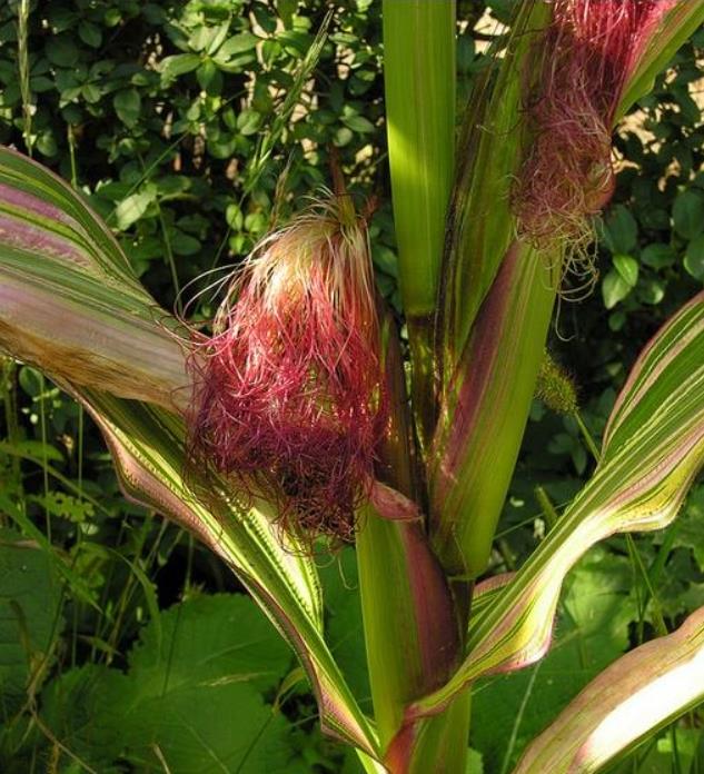 Zea mays Japonica Variegata (C.O) - Milho Japonês Listrado, Milho Japonês de Folhagem Ornamental