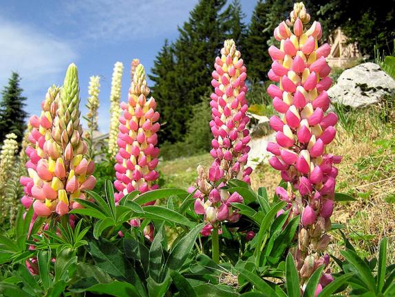 Lupinus russell 'The Chatelaine pink white Flag' - Tremoço Chatelaine Bicolor Rosa e Branco, Lupin