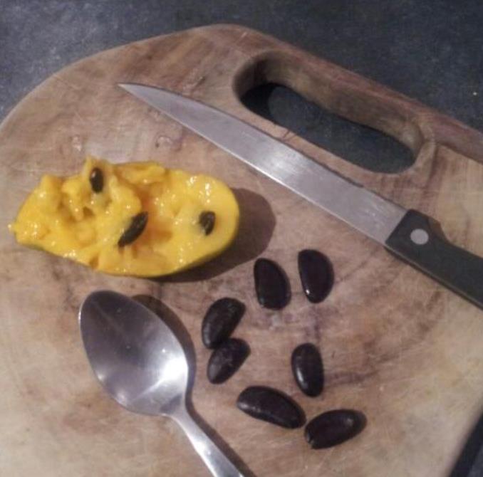 Assimina triloba - Paw Paw, Pawpaw, Manjar de Baunilha