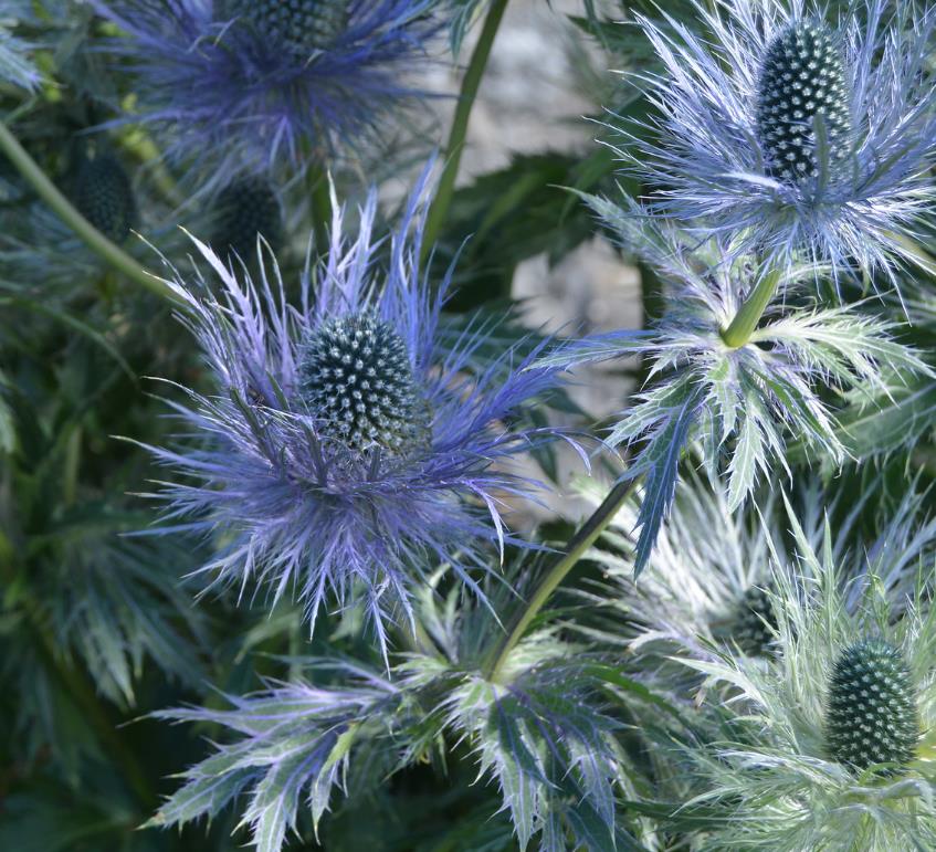 Eryngium alpinum Superbum - Azevinho do mar, Eringio soberbo, Eringio esplêndido, Blue sea holly