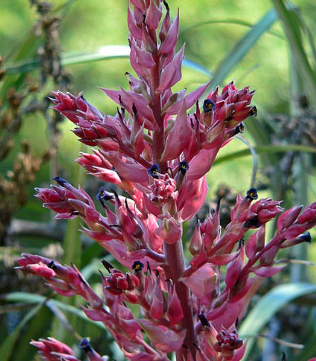 Puya dyckioides - Bromélia Rosa Coral, Bromélia Magnífica, Bromélia Dyckioides