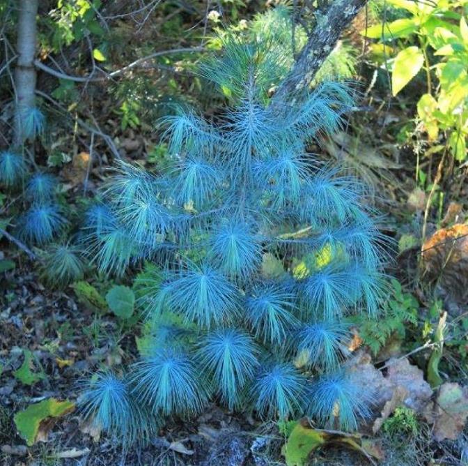 Pinus maximartinezii - Pinhão Martinez, Maxi-Pinhão, Pinhão Real, Pinheiro Zacatecas
