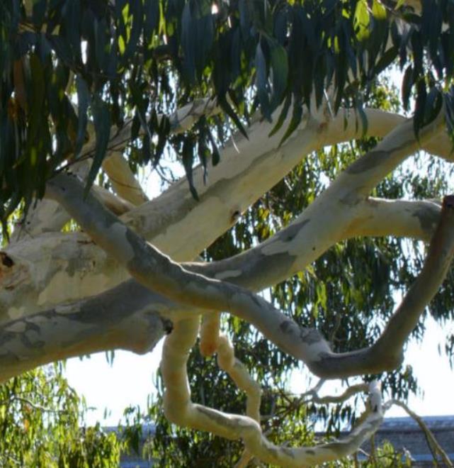 Eucalyptus aggregata - Eucalipto Goma Preta, Black Gum Eucalyptus