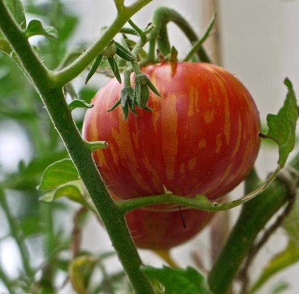 Solanum lycopersicon Tigerella Improved - Tomate Tigrado, Tomate Tigerella
