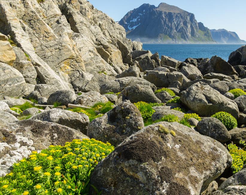 Rhodiola rosea - Raiz de Ouro, Rhodiola, Raiz Dourada, Raiz do Ártico, Roseroot, Golden Root