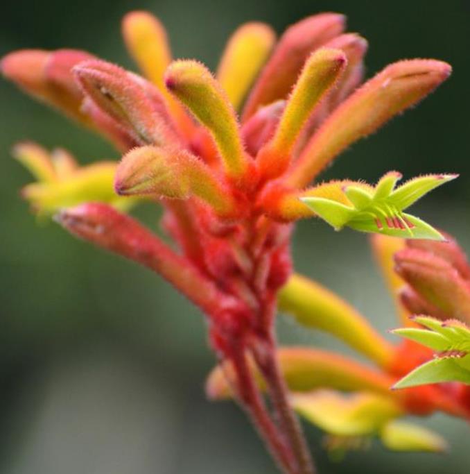 Anigozanthos flavidus - Pata de Canguru Rosa Amarela Laranja, Kangaroo Paw