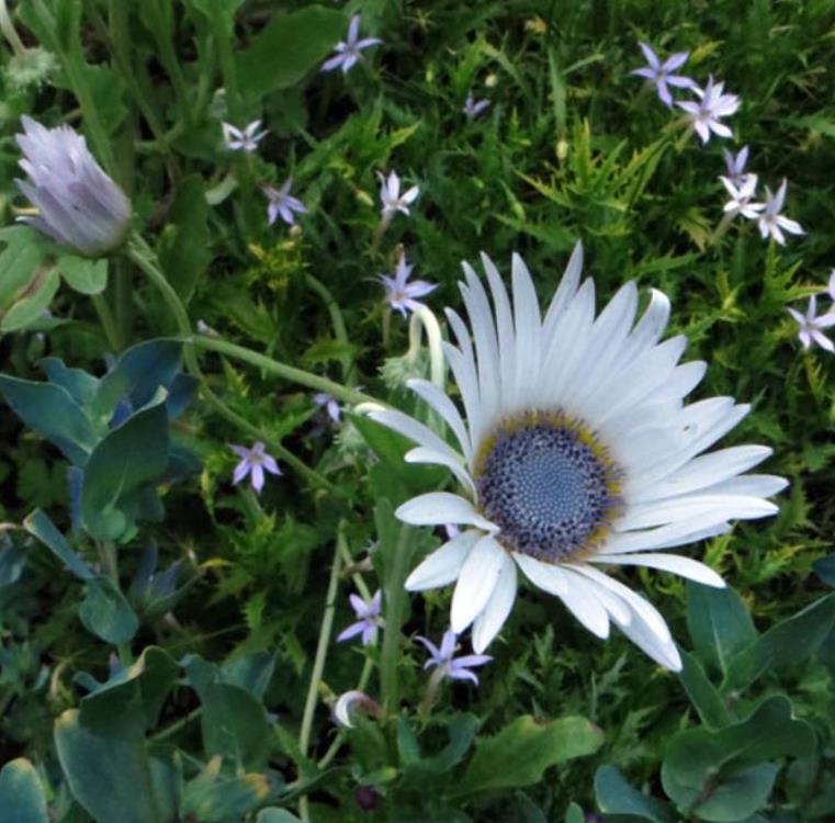 Arctotis grandis - Margarida Africana de Olhos Azuis, Blue Eyed Daisy, Margarida Africana Grandis